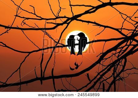 Silhouette Of Greater Racket-tailed Drongo Birds On A Tree Branches With Red Sky Sunset Background