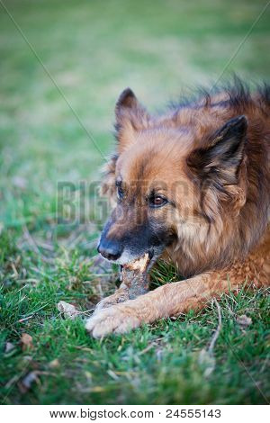 Belgisk Hyrdehund