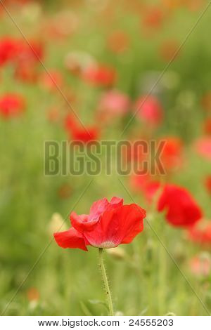 Mohn