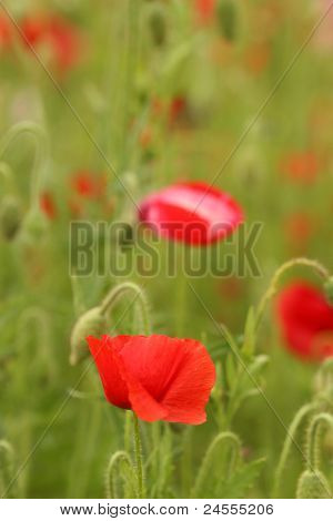 Mohn