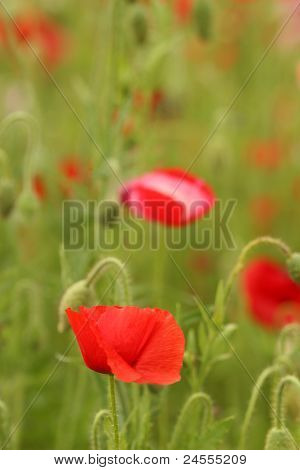Mohn