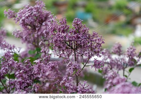 Dwarf Korean Lilac Tree Flower Close Up