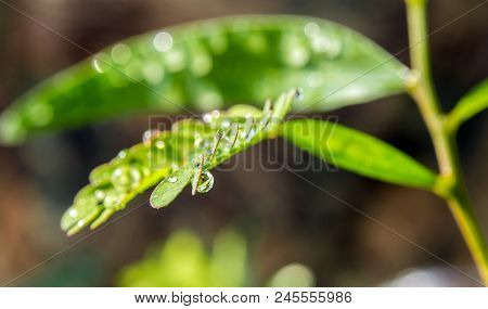 Simple Type Leaf And Pinnately Compound Type Leaf On The Same Tree
