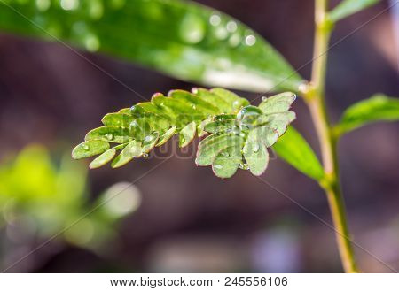 Simple Type Leaf And Pinnately Compound Type Leaf On The Same Tree