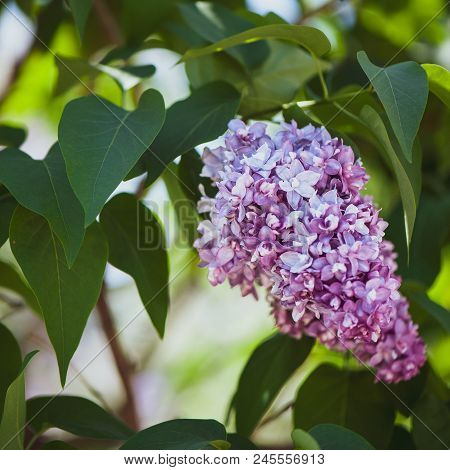 Lilac On Green, Natural Background, Auty, Bloom  Postcard