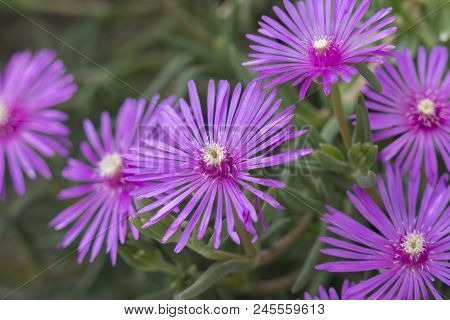 Delosperma Purple Flower In Bloom In The Garden