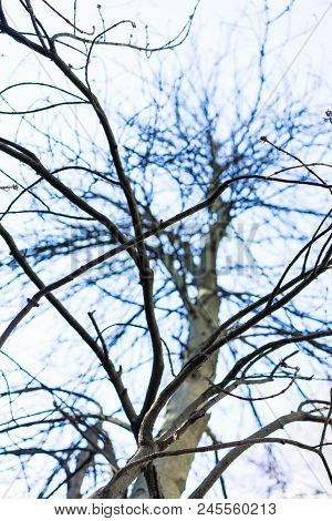 Close Up On A Branches Of Fagus Sylvatica Tree, Commonly Called European Beech