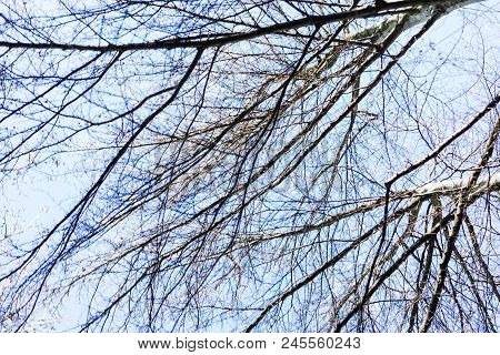 Close Up On A Branches Of Fagus Sylvatica Tree, Commonly Called European Beech