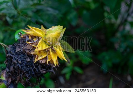 Side View Of Golden Lotus Or Dwarf Banana Also Known As Musella Lasiocarpa From The South-western Yu