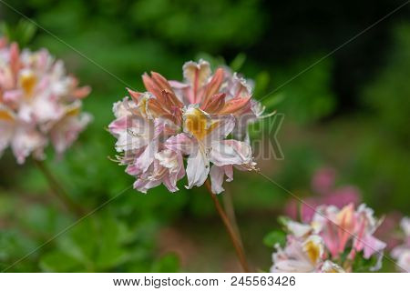 Beautiful Blooming Azalea - Rhododendron Luteum Ericaceae From Eastern Europe