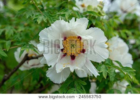 Blooming Tree Peony. Big White Peonies Bloom In The Spring Season Known As Paeonia Rockii Paeoniacea