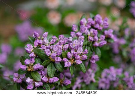 Purple Lilac Flowers, Rhododendron Hybridum Lanvendula Ericaceae