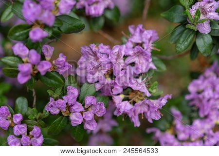 Purple Lilac Flowers, Rhododendron Hybridum Lanvendula Ericaceae