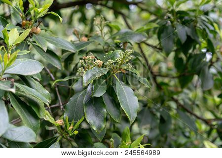 Green Leaves With Small Buds Of Kalmia Latifolia Clementine Churchill