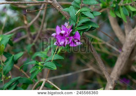 Purple Polygala Myrtifolia Grandiflora Flower From South Africa