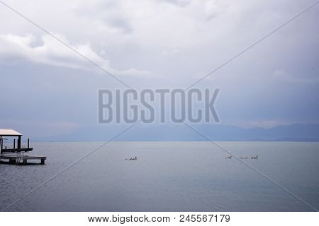 Family of Canada geese swimming during a rain storm on Flathead Lake in Montana
