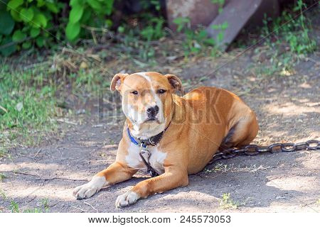 Homeless, Hungry Dog On The Street, Waiting For The Owner In The Summer Sun In Hot Weather
