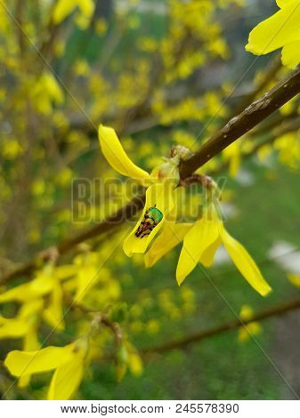 Sleeping Beetle Easter Tree Garden Macro Photo