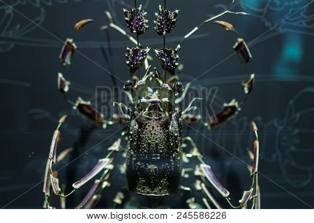 Lobster Shell Dismantled Into Pieces Crustacean Marine Life.