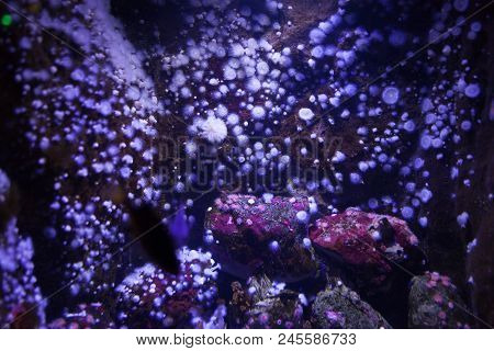 White Sea Anemone In Blue Fluorescent Light.