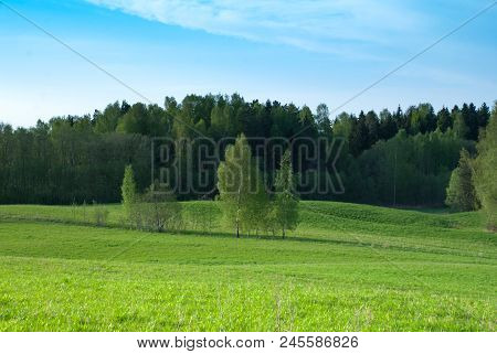 Clear Spring Sky, Farmland Field With Birches