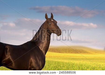 Portrait Of Black Akhalteke Horse With Blue Eyes On The Green Field And Cloudy Sky Background