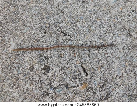 A Earth Worm Found Crawling On Side Walk After Rain