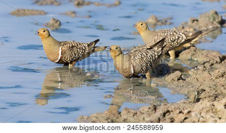 Flock Of Namaqua Sandgrouse Drinks Water From A Waterhole In The Kalahari Desert