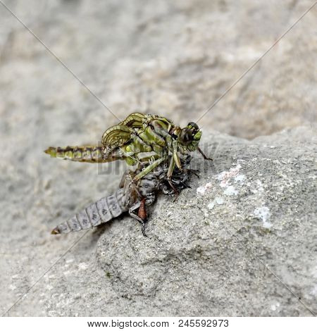The Birth Of A Green Dragonfly From The Larvae Closeup