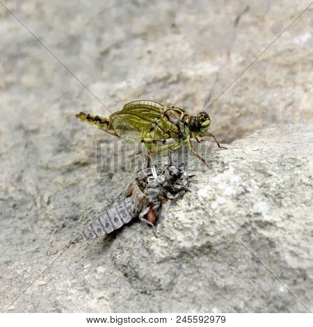 The Birth Of A Green Dragonfly From The Larvae Closeup