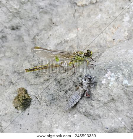The Birth Of A Green Dragonfly From The Larvae Closeup
