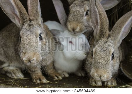 A Few Gray Rabbits Are Sitting In A Cage