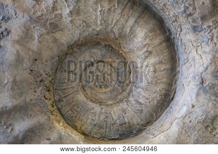 Prehistoric Fossilized Shell. The Concept Of The Archaeological Site