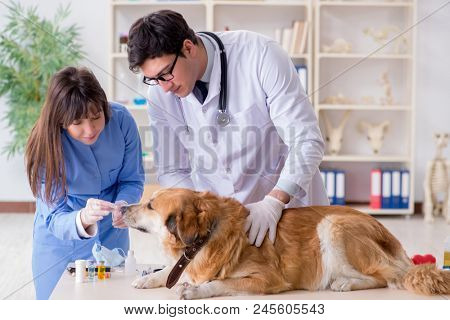 Doctor and assistant checking up golden retriever dog in vet cli