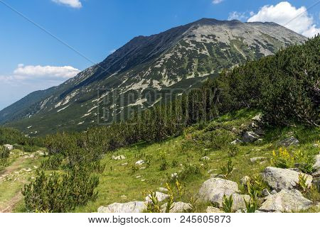 Landscape With Banderitsa River Valley, Pirin Mountain, Bulgaria