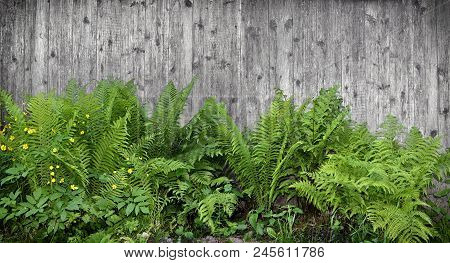 Natural Rustic Background With Fresh Young Greenery Of Fern Leaves And Yellow Flowers Of Paigle Or B