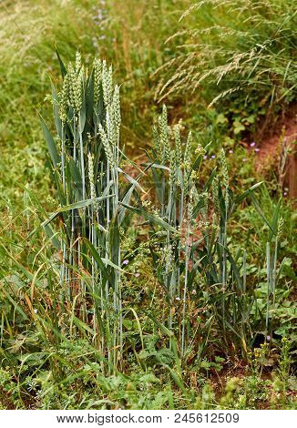 Detail Of A Green Emmer Wheat Triticum Dicoccum Spike.