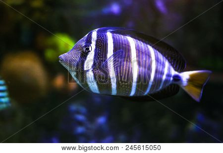 A Sailfin Tang (zebrasoma Veliferum) Photographed Underwater.