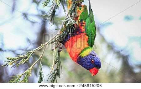A Rainbow Lorikeet (trichoglossus Moluccanus) Hangs Upside Down In A Tree At The Darebin Parklands, 