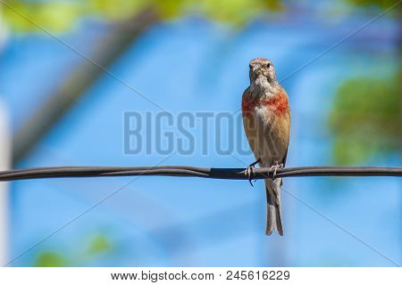 Tapdog, Creeper, Bird Of The Passerine Family Sitting On The Wire And Looking Close Up