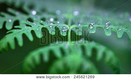 Droplets Of Water Rest On A Bracken Fern In Baw Baw National Park, Australia.