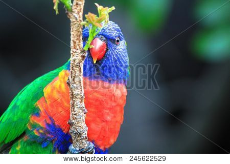 An Adult Rainbow Lorikeet (trichoglossus Moluccanus) In A Tree In Victoria, Australia.