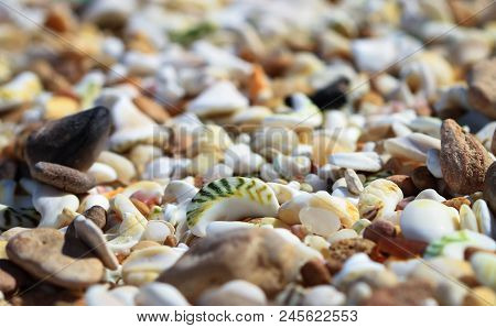 Seashells Close Up On A Beach In Barwon Heads, Australia.