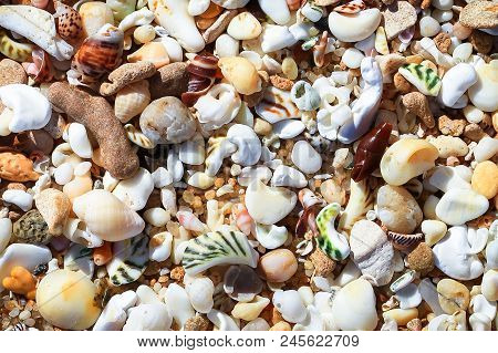 Seashells Close Up On A Beach In Barwon Heads, Australia.