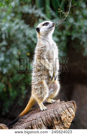 An Adult Meerkat (suricata Suricatta) Standing On A Wooden Stump.