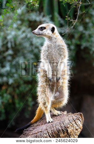An Adult Meerkat (suricata Suricatta) Standing On A Wooden Stump.