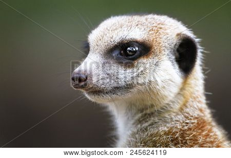 An Adult Meerkat (suricata Suricatta) Standing Guard.