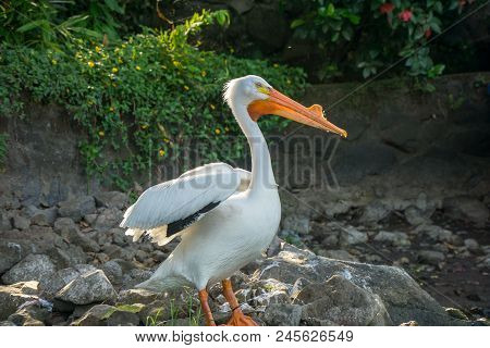 Pelican Sitting On A Rock On The Iseletas In Granada, Nicaragua