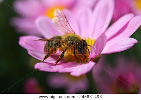 A Leaf Cutter Bee On A Pink Daisy