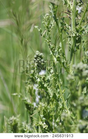 Spittle Bug Foam On A Thistle Plant. Immature Spittle Bugs Are Hidden Inside The White Frothy Foam A